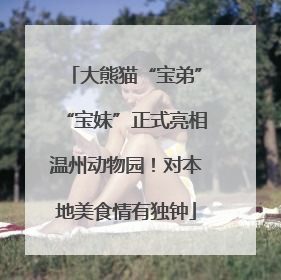 大熊猫“宝弟”“宝妹”正式亮相温州动物园！对本地美食情有独钟
